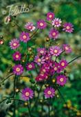 Senecio polyodon